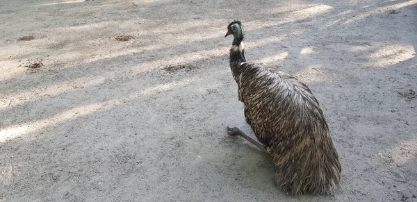 Emu Oiseau Dans Nature Sur Sable — Photo