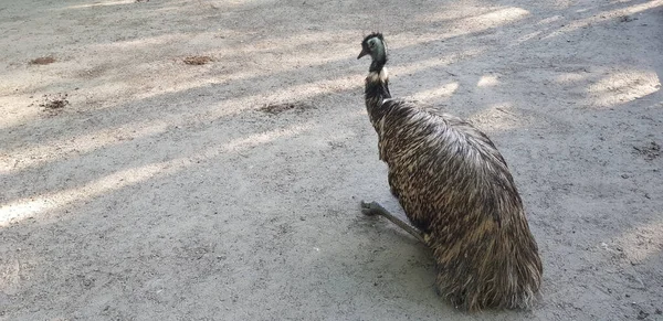 Emu Bird Wild Sand — Stock Photo, Image