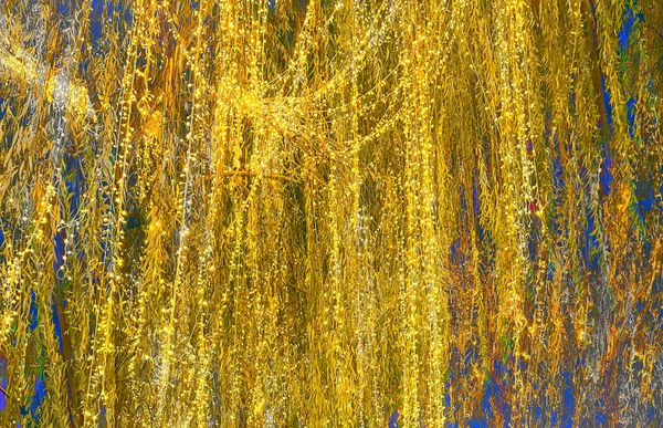 Closeup Salix Babilonica Salcie Babilon Sau Salcie Plângătoare Frunze Galbene — Fotografie, imagine de stoc