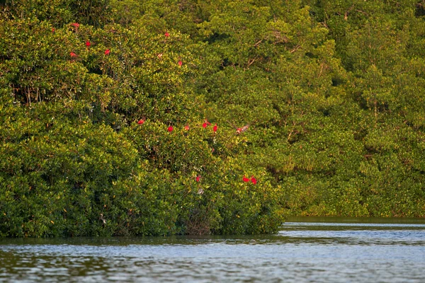 Flock Beautiful Scarlet Ibises Eudocimus Ruber Standing Trees Water —  Fotos de Stock