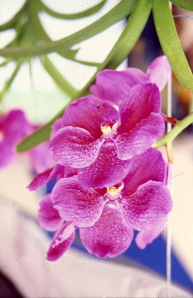 Closeup Shot Purple Orchid — Photo