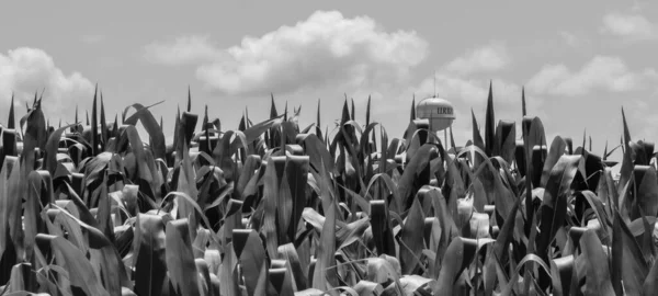 Closeup Grayscale Shot Corn Field Cloudy Sky Background — Foto de Stock