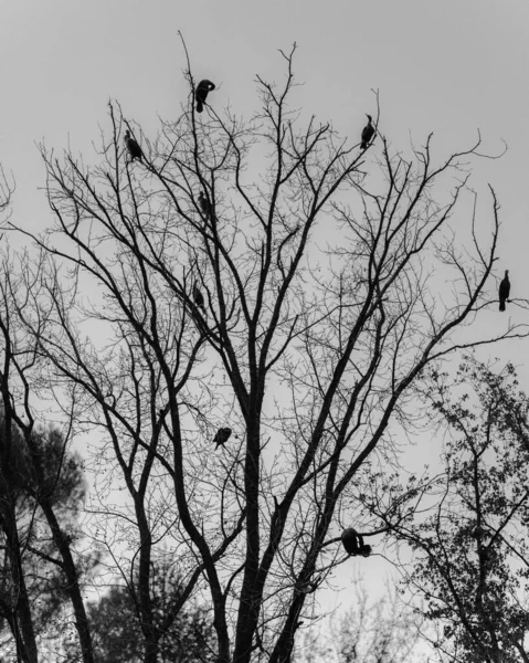 Silhouette Birds Perched Leafless Tree Sunset — Photo