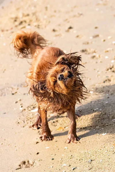 Dog Cavalier King Charles Ruby Puppy Snorting Comes Out Water — Stock Photo, Image