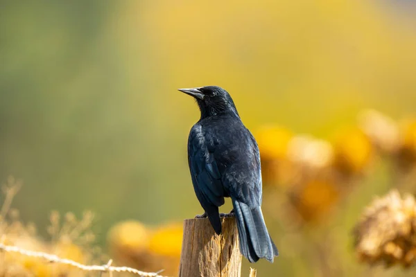 Selective Focus Shot Blackbird Perched Wooden Fence — Zdjęcie stockowe