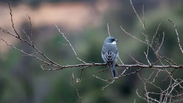 乾燥した小枝に腰掛けた一般的なディウカ フィンチの鳥の選択的焦点ショット — ストック写真
