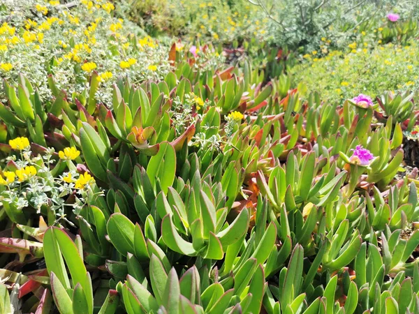 Eine Nahaufnahme Von Carpobrotus Chilensis Chilenische Seefeige Einem Saftigen Strauch — Stockfoto