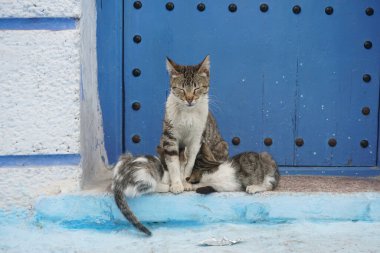 A closeup of the mother cat with kittens sitting against the blue door.