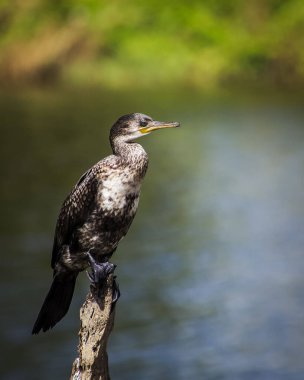 Bir dalın üzerine tünemiş bir karabatağın seçici odak noktası.
