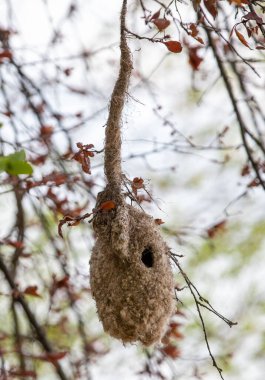 Ağaçta kuş yuvası olan Remiz pendulinus.