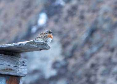 A selective focus shot of robin accentor (prunella rubeculoides)