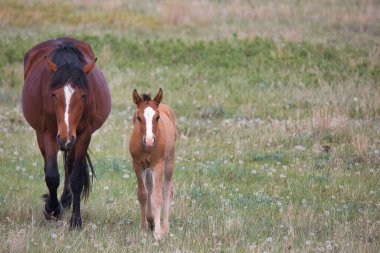 A mother and son wild horses walk together at Theodore Roosevelt National Park, North Dakota