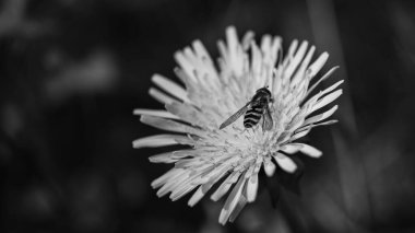 A grayscale closeup shot of a bee pollinating a dandelion