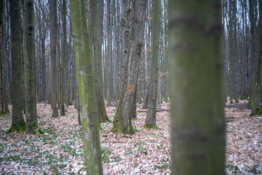 Uzun ağaçlarla dolu bir ormanın içinden güzel bir kare..