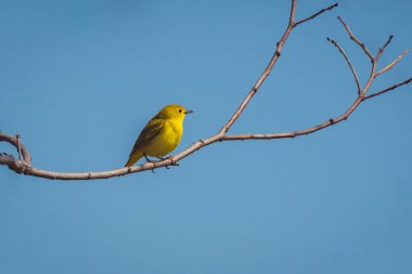 A beautiful yellow bird sitting on a tree branch against a blue sky