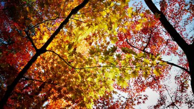 A beautiful shot of colorful trees in fall