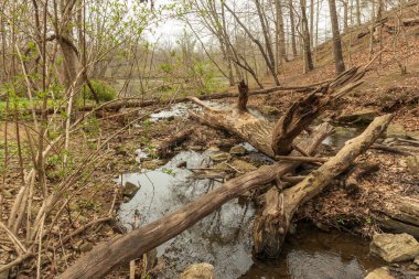 Baltimore, Maryland, ABD 'de güzel bir gölün yakın çekimi.
