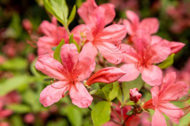 Csacs, Zalaegerszeg, Macaristan 'daki Arboretum' da Azalea çiçeklerine yakın çekim
