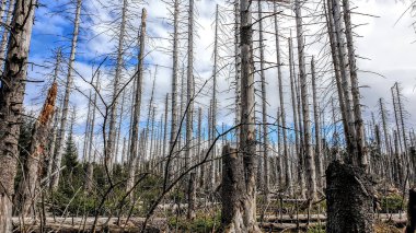 The dead spruces in the forest under a cloudy sky