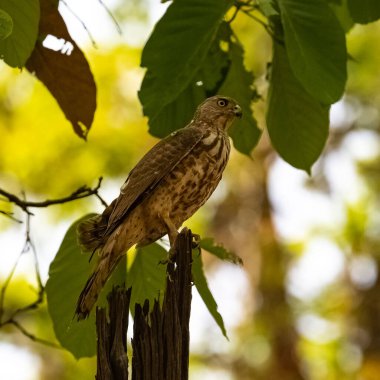 Hindistan 'da bir ağaçtaki Besra Atmaca, Accipiter Virgatus, yırtıcı kuş.