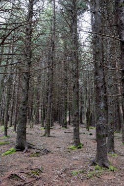 Gökyüzünün arka planındaki ormandaki uzun ladin ağaçlarının dikey görüntüsü.