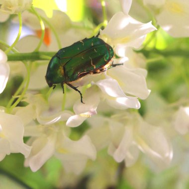 Beyaz çiçeklerin üzerindeki yeşil güllerin seçici odak noktası.