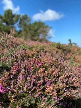 Calluna vulgaris 'in dikey yakın çekimi. Yaygın kenevir, ling, ya da basitçe heather..