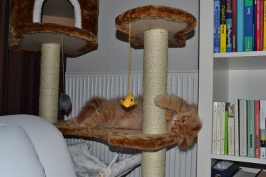 Uzun kürklü Pers kedisi tırmalama