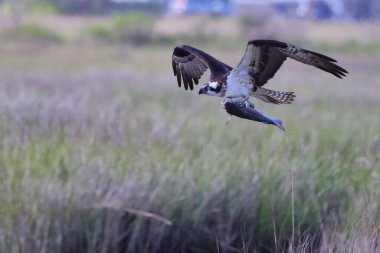 Bir bataklık gemisinin uçarken yakaladığı balığın seçici odak noktası.
