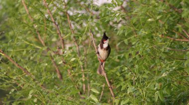 Yeşil bir ağaç dalına tünemiş kırmızı bıyıklı bir bültene yakın çekim