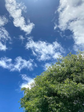 Green tree, with blue skies and clouds in the background