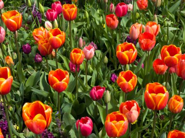 Baharda renkli laleleri olan güzel bir bahçe