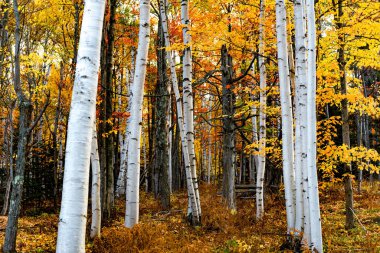 Sonbaharda New England 'da parlak sarı yapraklı bir orman