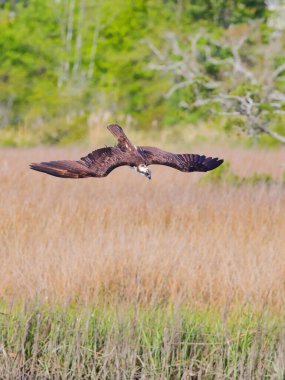 Sahanın üzerinde uçan bir Osprey manzarası