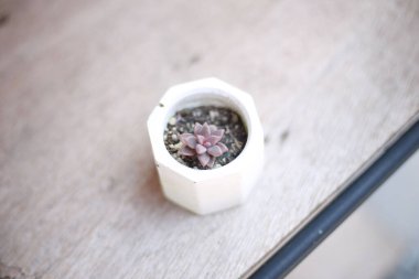 Sofrada bir tencerede sulu bir bitkinin yakın plan çekimi.