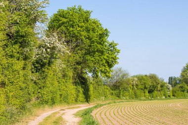 A beautiful shot of green trees on the side of a pillowed fields against a blue sunny sky