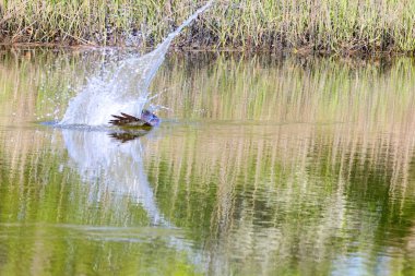 Su yüzeyine su sıçrayan bir kuşun güzel bir görüntüsü.