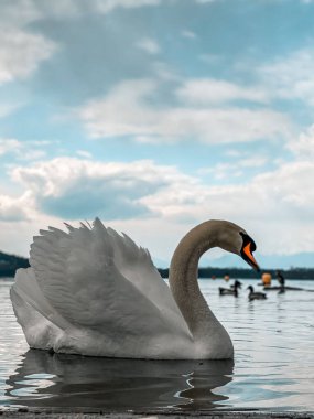 Suda yüzen beyaz bir kuğunun dikey görüntüsü.