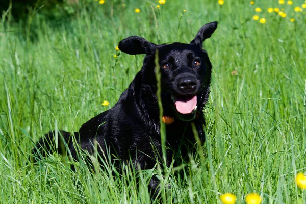Happy Black Labrador Dog Running Middle Field Buttercup Flowers —  Fotos de Stock