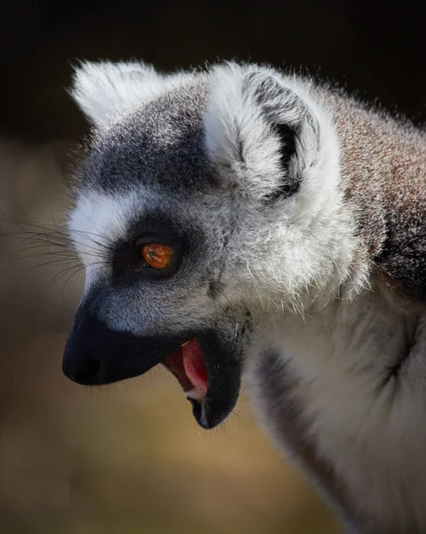 Portrait Amazed Lemur Blurred Background — Stock Photo, Image