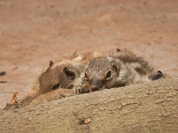 Closeup Shot Two Squirrels Hiding Camera — Fotografia de Stock