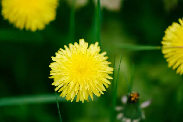 Closeup Shot Yellow Dandelion Bud — Photo