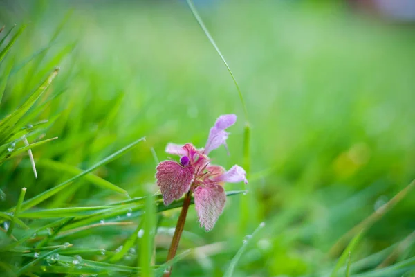 Closeup Shot Lamium Flower Grass — Stock Fotó