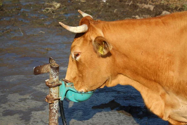 Brown Cow Drinks Automatic Water Dispenser — Foto de Stock