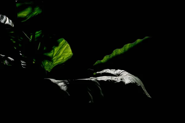 Big Leaves Illuminated Sun Black Background — Foto de Stock