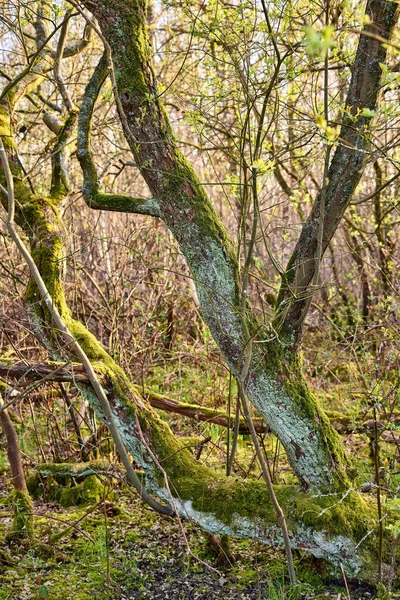 Vertical Shot Tree Mossy Branches Stem Forest — Foto Stock