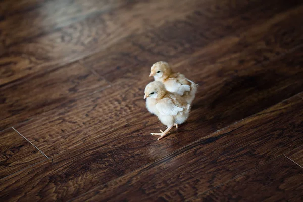 Adorable Chicks Wooden Surface — Stock Photo, Image