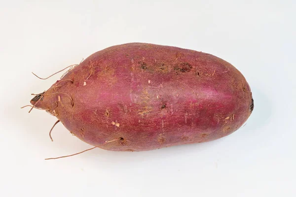 Sweet Potato Produces Large Starchy Sweet Tasting Tuberous Roots Used — Stock Photo, Image