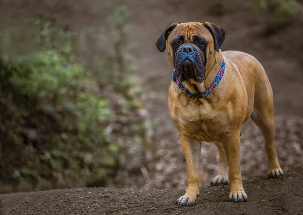 Large Bullmastiff Standing Dirt Mound Staring Straight Outwith Nice Eyes — Stock Photo, Image