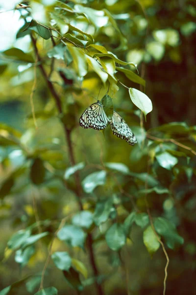 一种长在绿叶上的鳞翅目蝴蝶的垂直而浅的焦点 — 图库照片